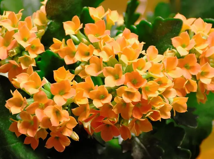 fiori calancola - Come innaffiare la Kalanchoe