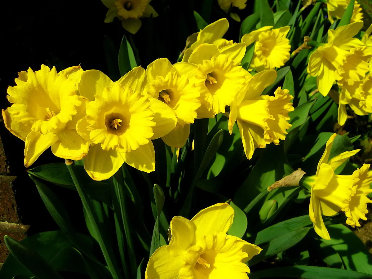 narciso fiori - Come mantenere una pianta di narciso