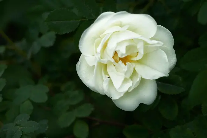 rosa bianca fiore - Come prendersi cura delle rose bianche
