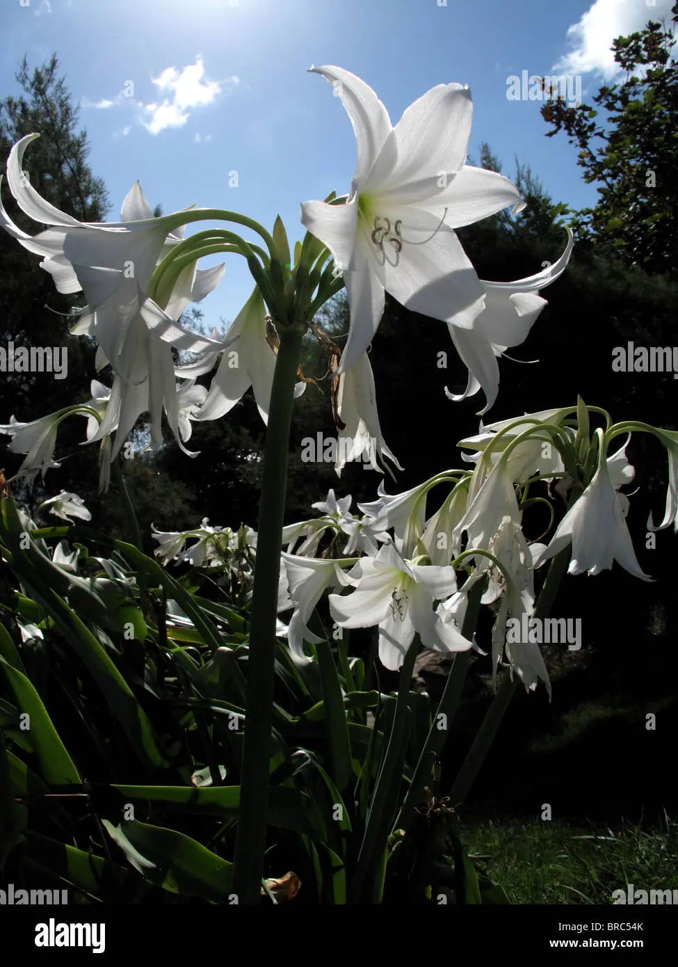 belladonna fiori bianchi - Come riconoscere la belladonna