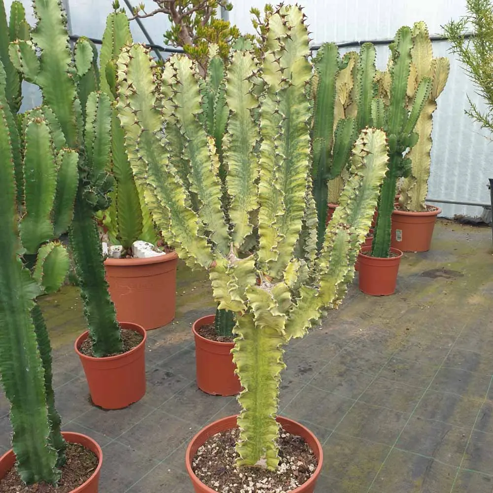 euphorbia eritrea fiore - Come riprodurre Euphorbia Eritrea