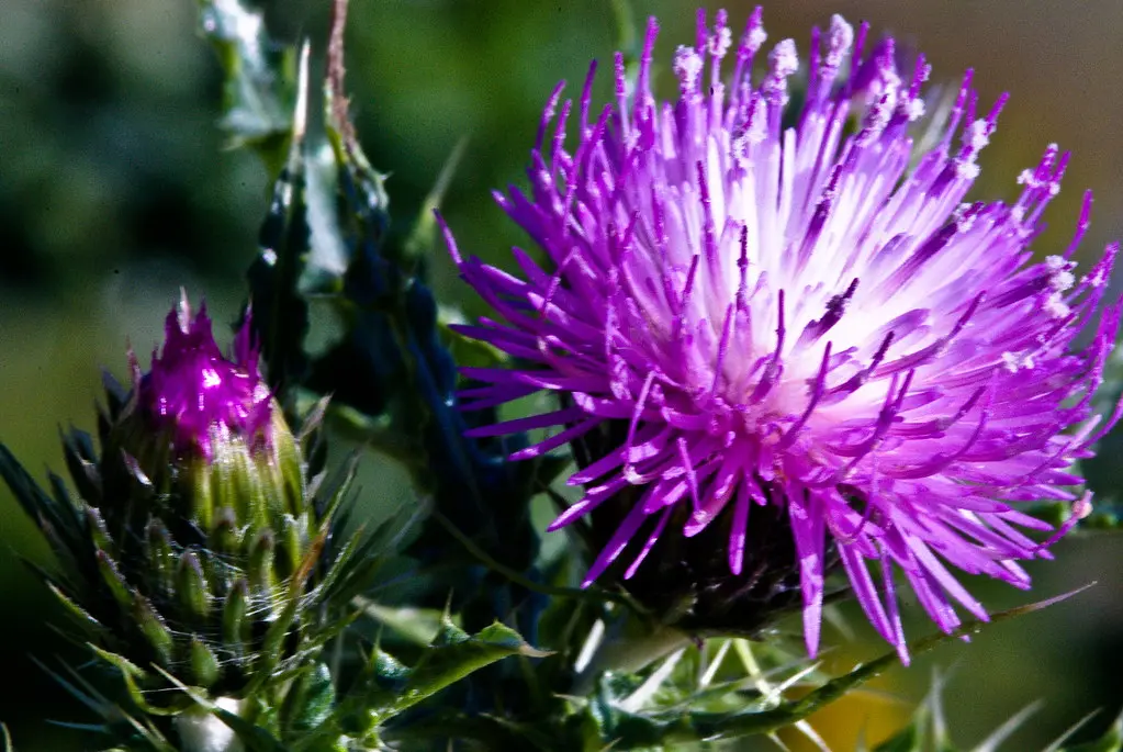 fiori di cardo - Come seccare i fiori di cardo