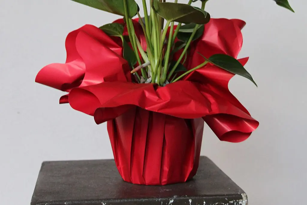 carta per confezionare vasi di fiori - Come si chiama la carta che usano i fiorai