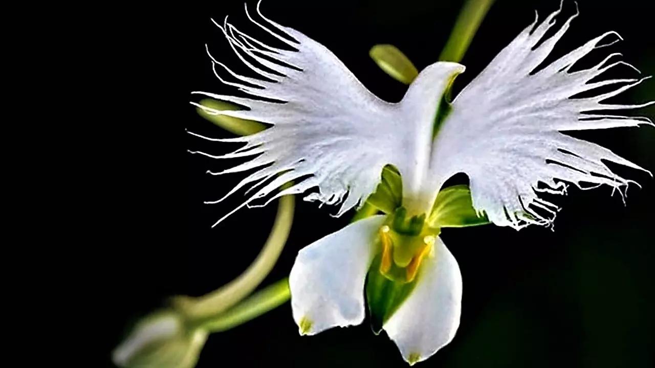 fiori che sembrano uccelli - Come si chiama la pianta Uccello del Paradiso