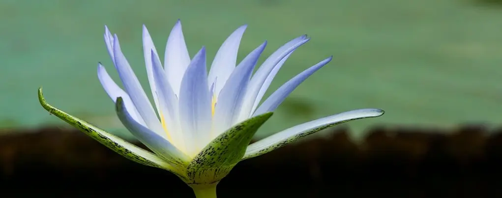 fiore di loto egizio - Come si chiamano i simboli egiziani