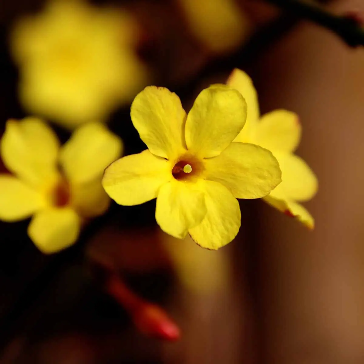 fiori di san giuseppe gialli - Come si coltiva il gelsomino giallo
