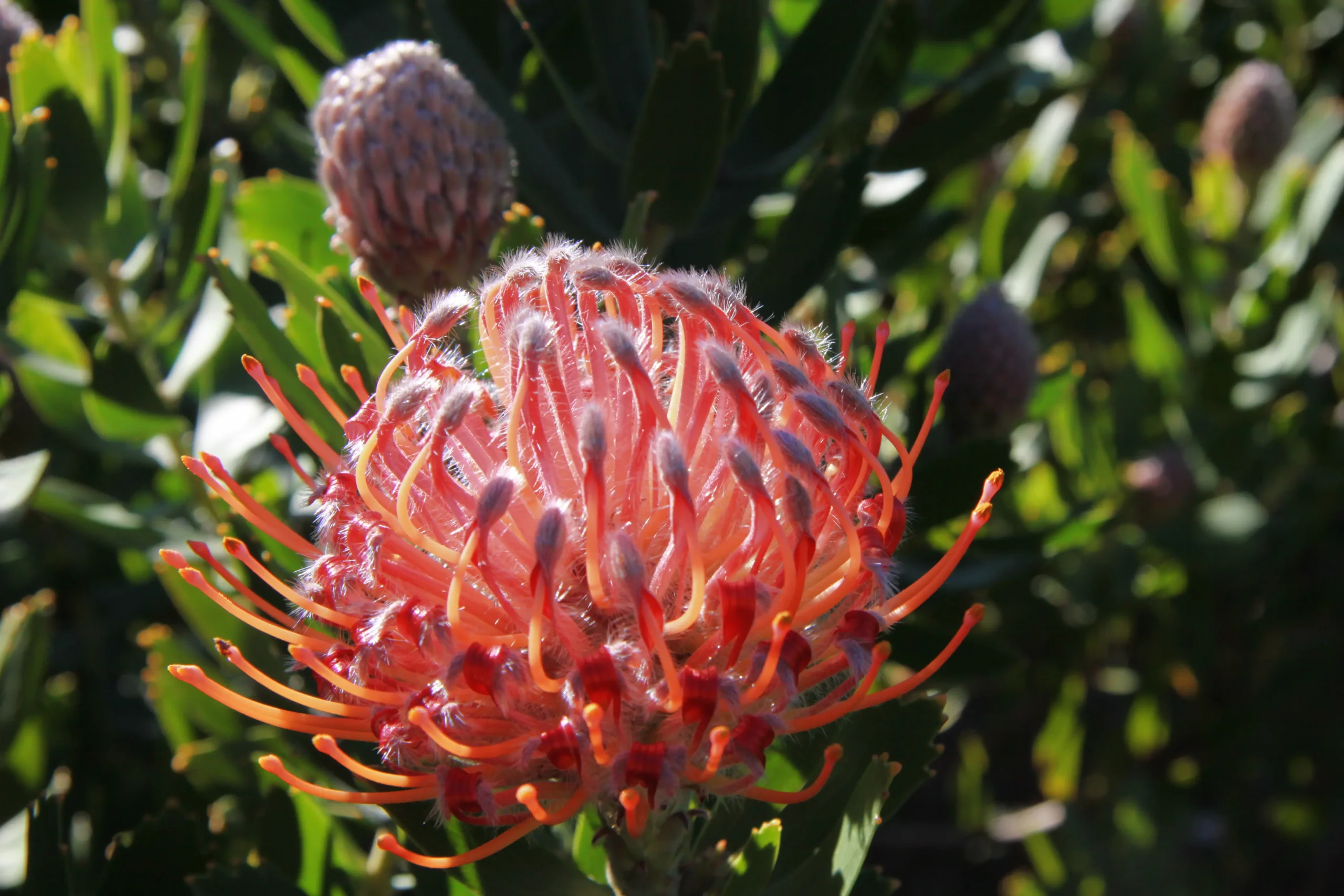 protea fiore - Come si coltiva la Protea