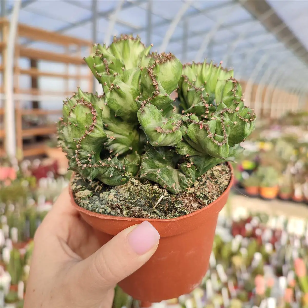 euphorbia lactea crestata fiori - Come si cura la pianta Euphorbia Lactea