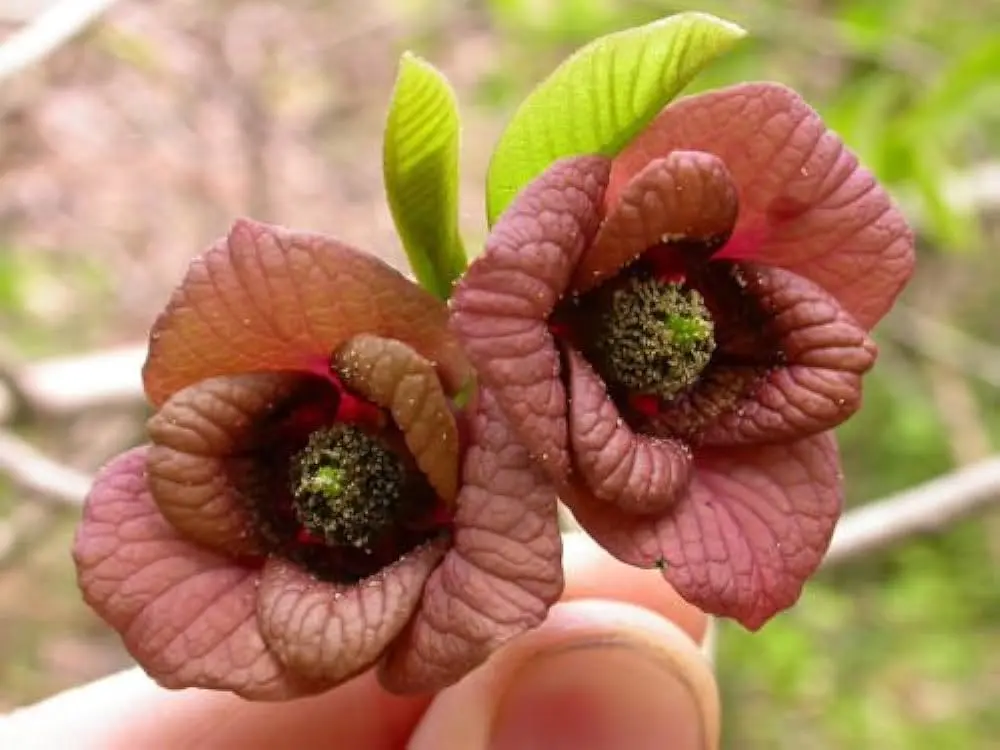 asimina triloba fiore - Come si mangia l asimina