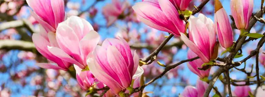 fiori di magnolia - Come si mangiano i fiori di Magnolia