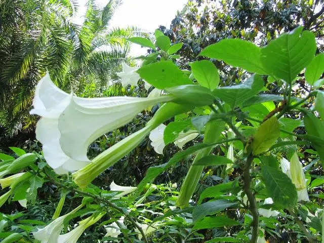 pianta con fiori a campana grandi - Come si moltiplica la datura