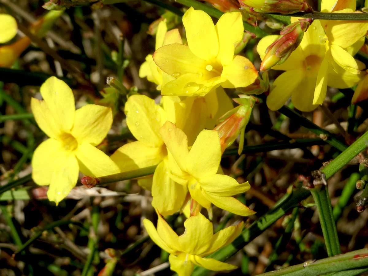 fiore di san giuseppe giallo - Come si pota il gelsomino giallo