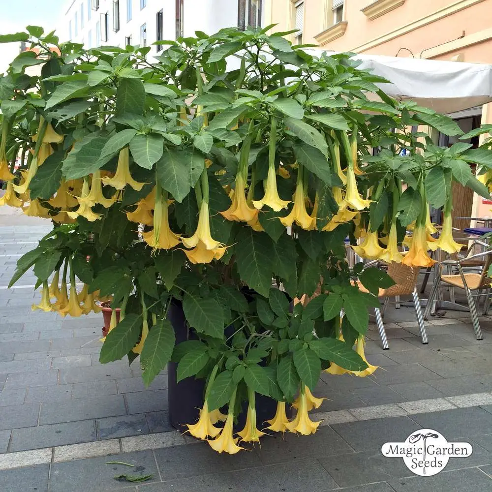 tromboni fiori - Come si pota la Brugmansia