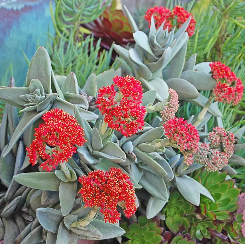 Crassula falcata fiore: coltivazione e cura della pianta succulenta