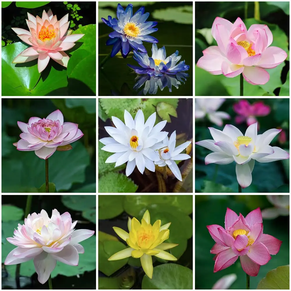 semi fiori di loto - Come si riproduce il fiore di loto