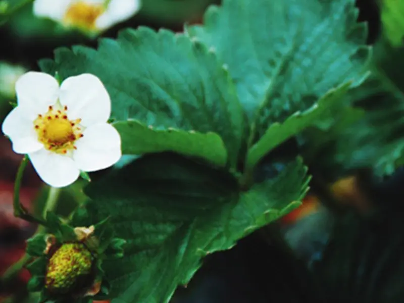 fiori di fragola - Come si riproduce la pianta di fragola