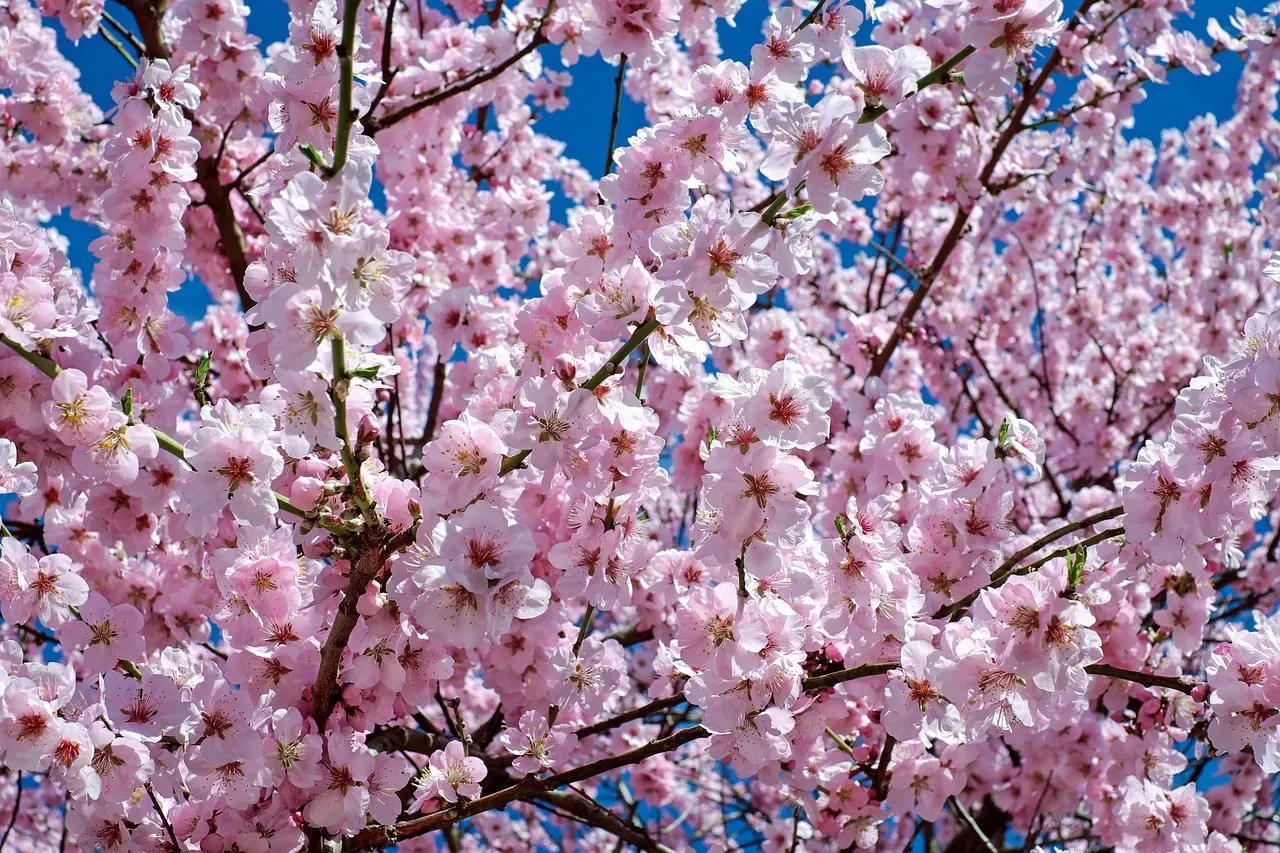 alberi fioriti in primavera - Come sono gli alberi in primavera