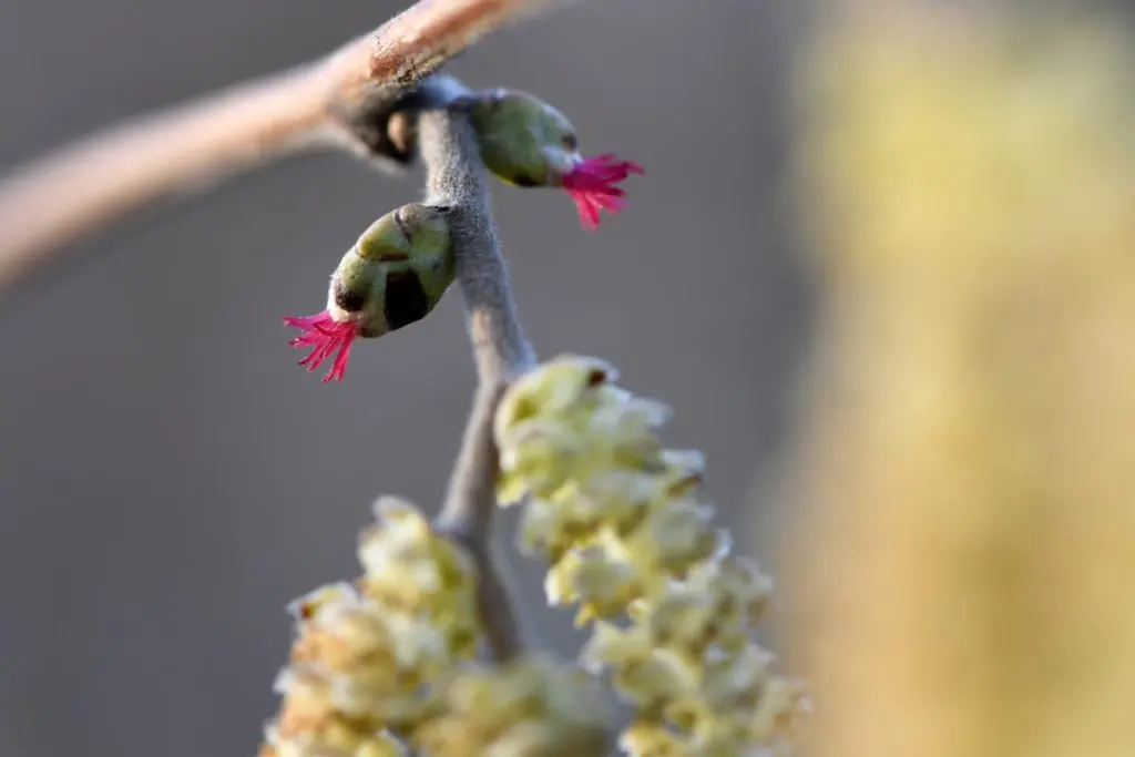 fiore nocciolo - Come sono i fiori del nocciolo