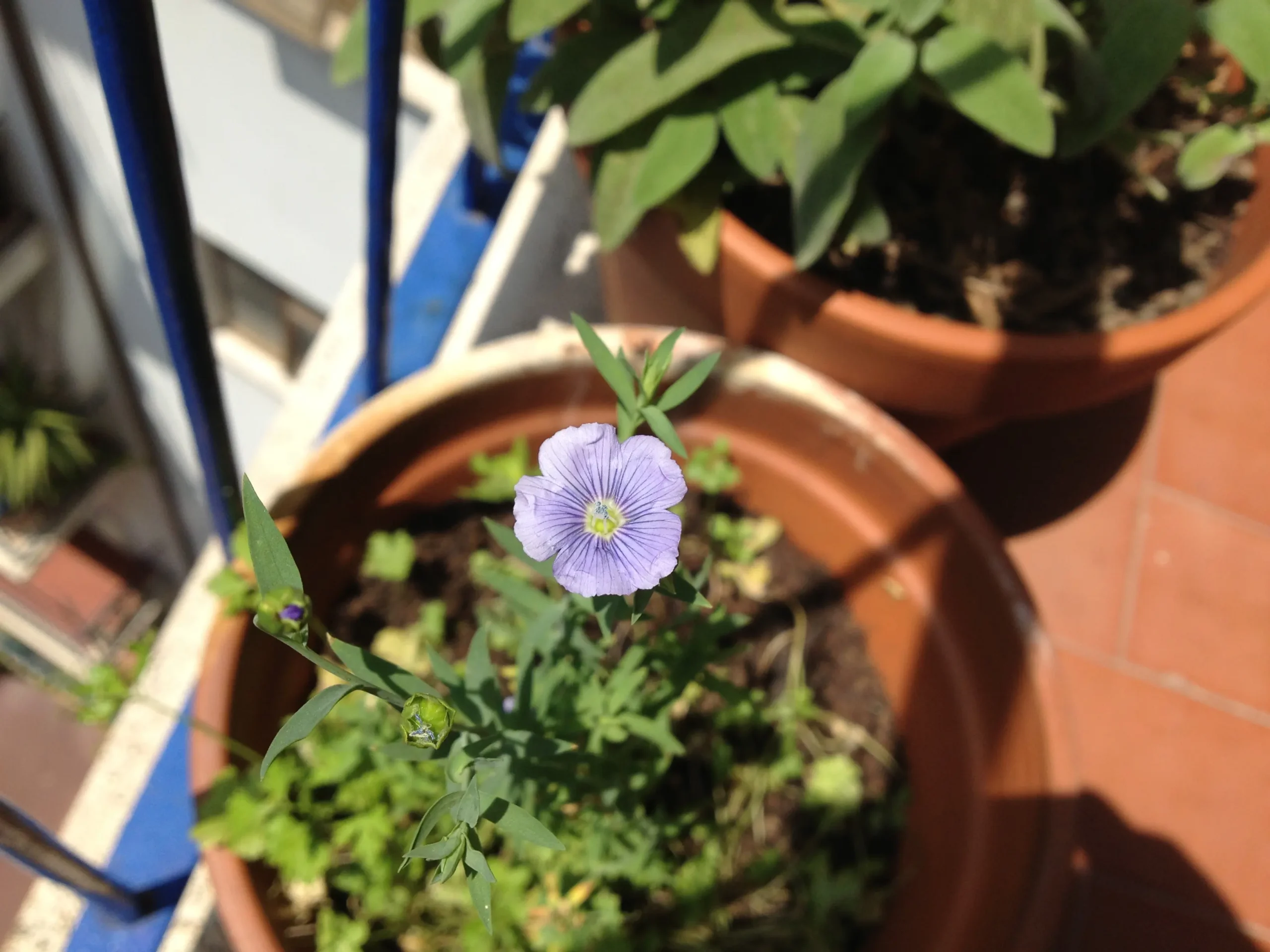 fiore di lino - Come sono i fiori di lino