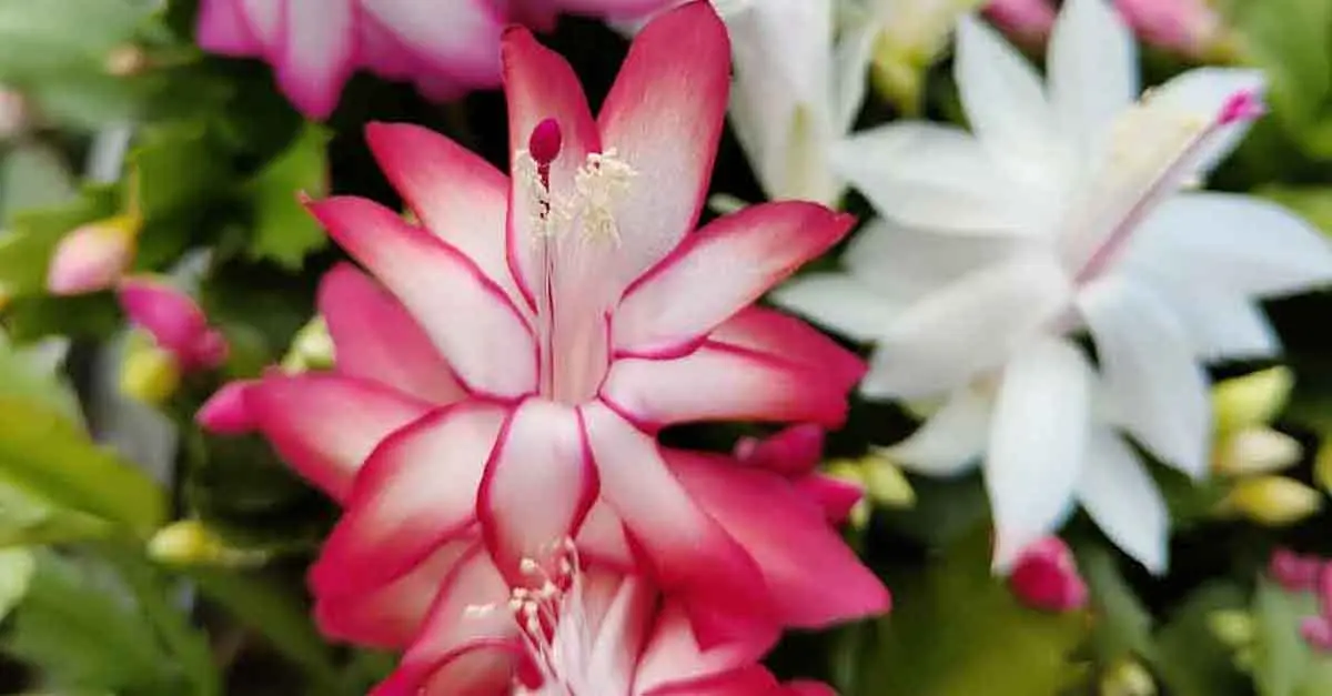 natalina pianta come farla fiorire - Come stimolare la fioritura del cactus di Natale