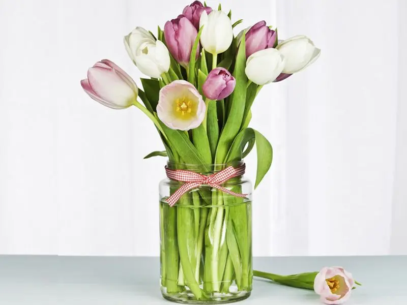 fiore tulipani - Come tenere in vita i tulipani