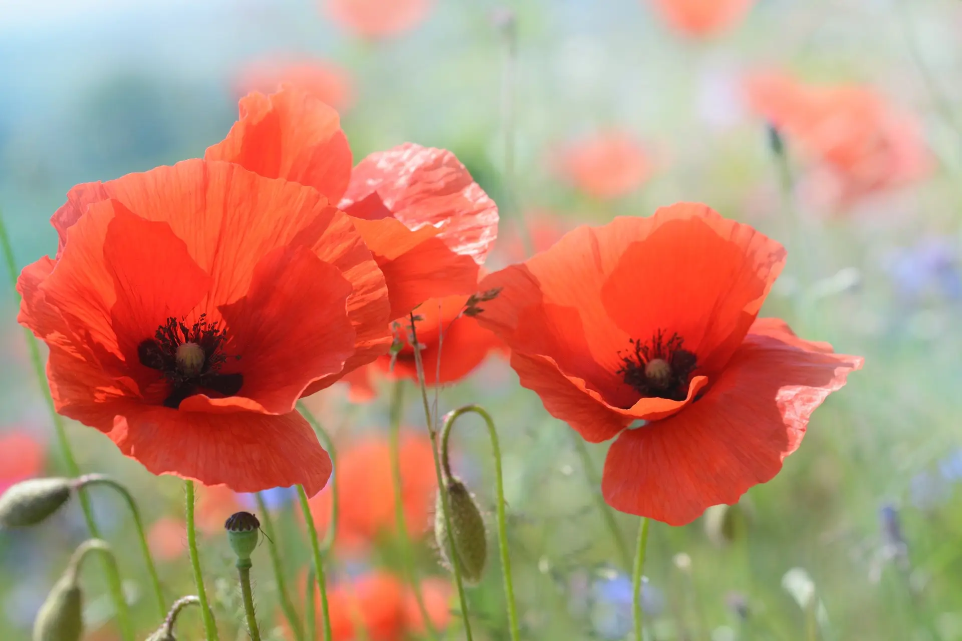 amapola fiore - Cosa contiene il fiore papavero