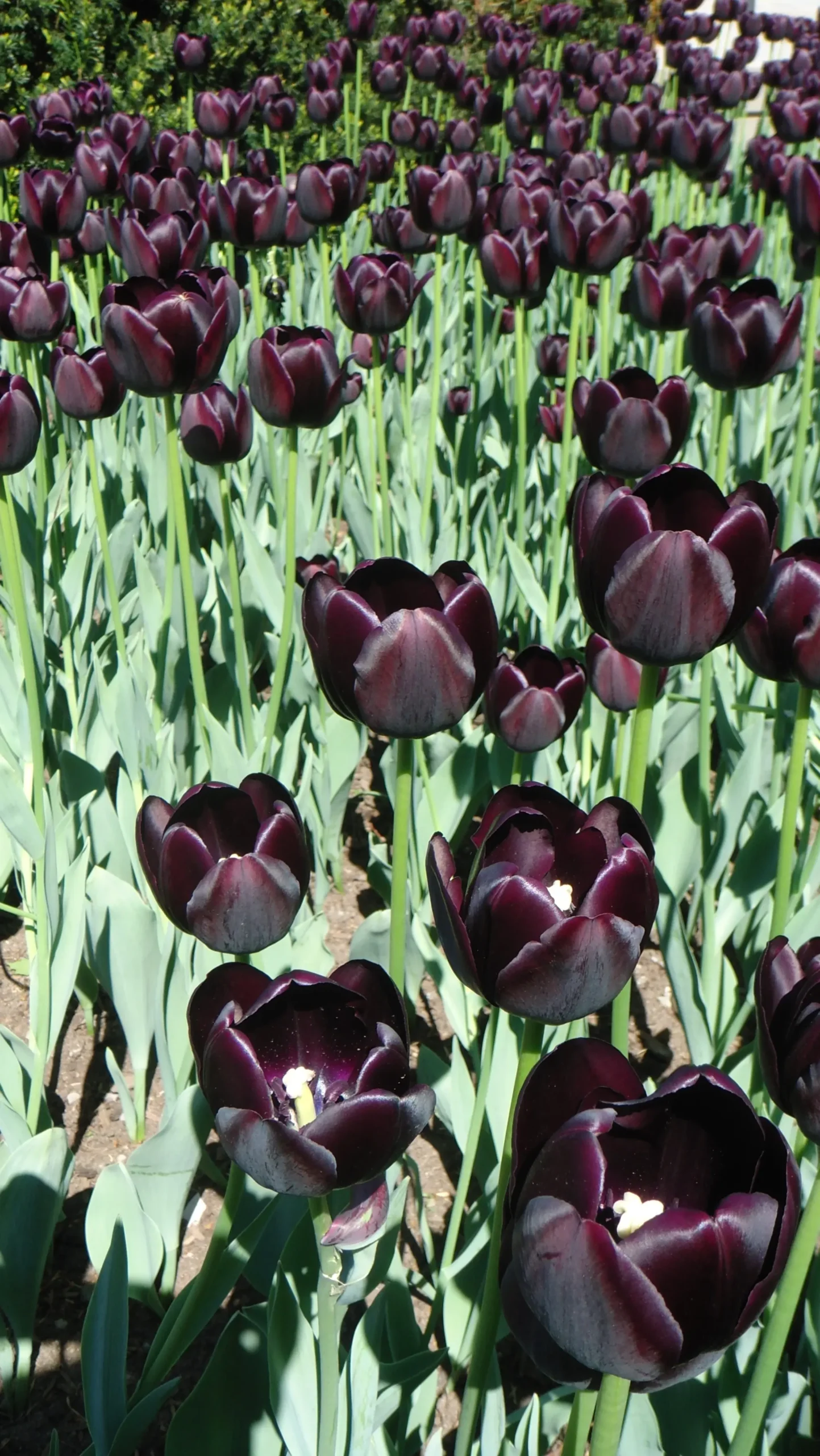 tulipano nero fiore - Cosa rappresenta il tulipano nero