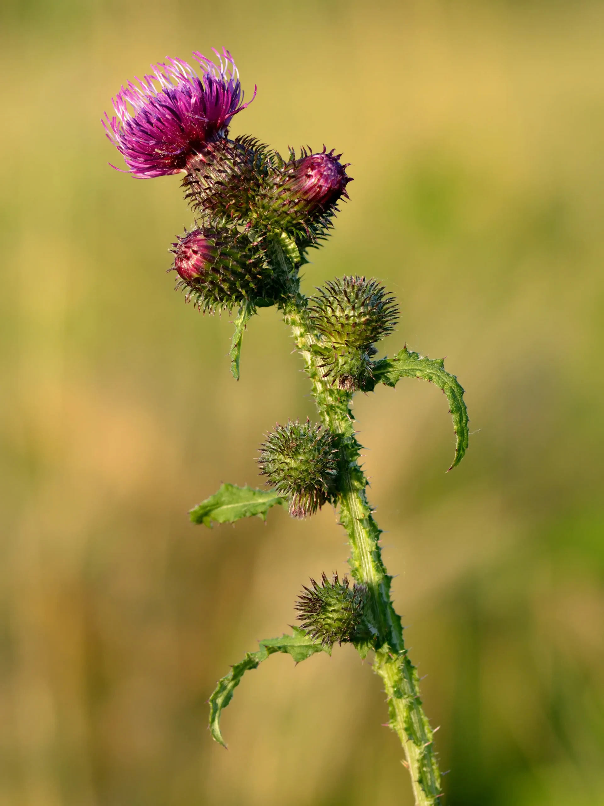 fiori di cardo - Cosa si mangia della pianta del cardo