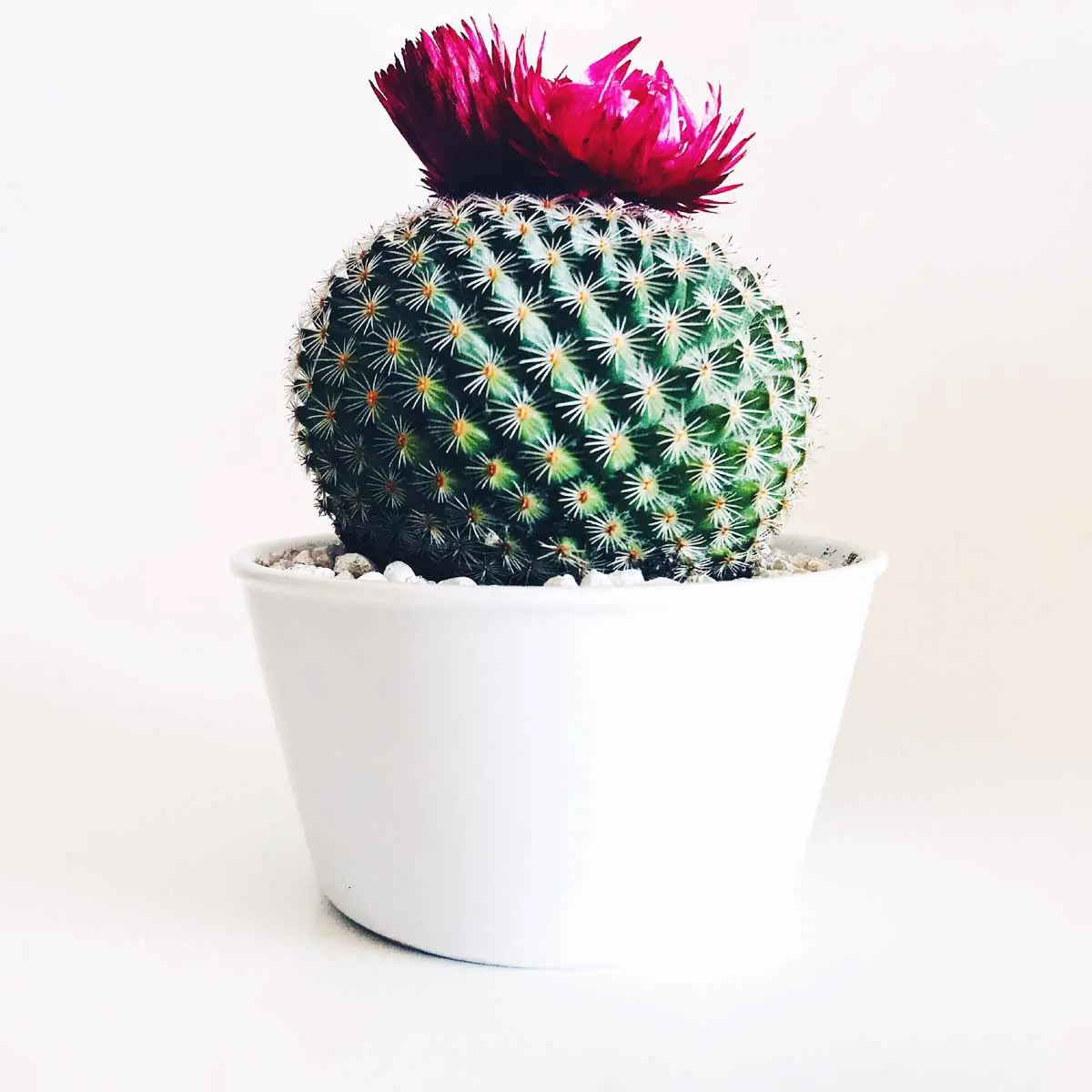 Cereus peruvianus fiori: coltivazione e cura del cactus perfetto