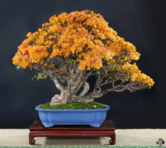 bonsai fioriti - Dove si tiene il bonsai