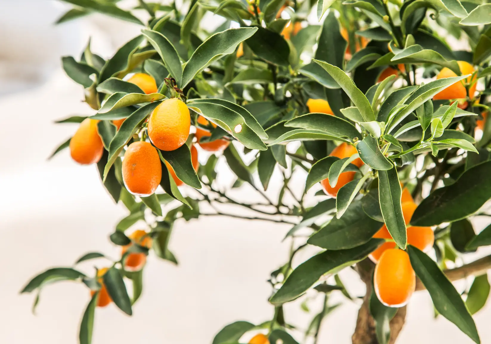 quando fiorisce il kumquat - Dove tenere il Kumquat in inverno