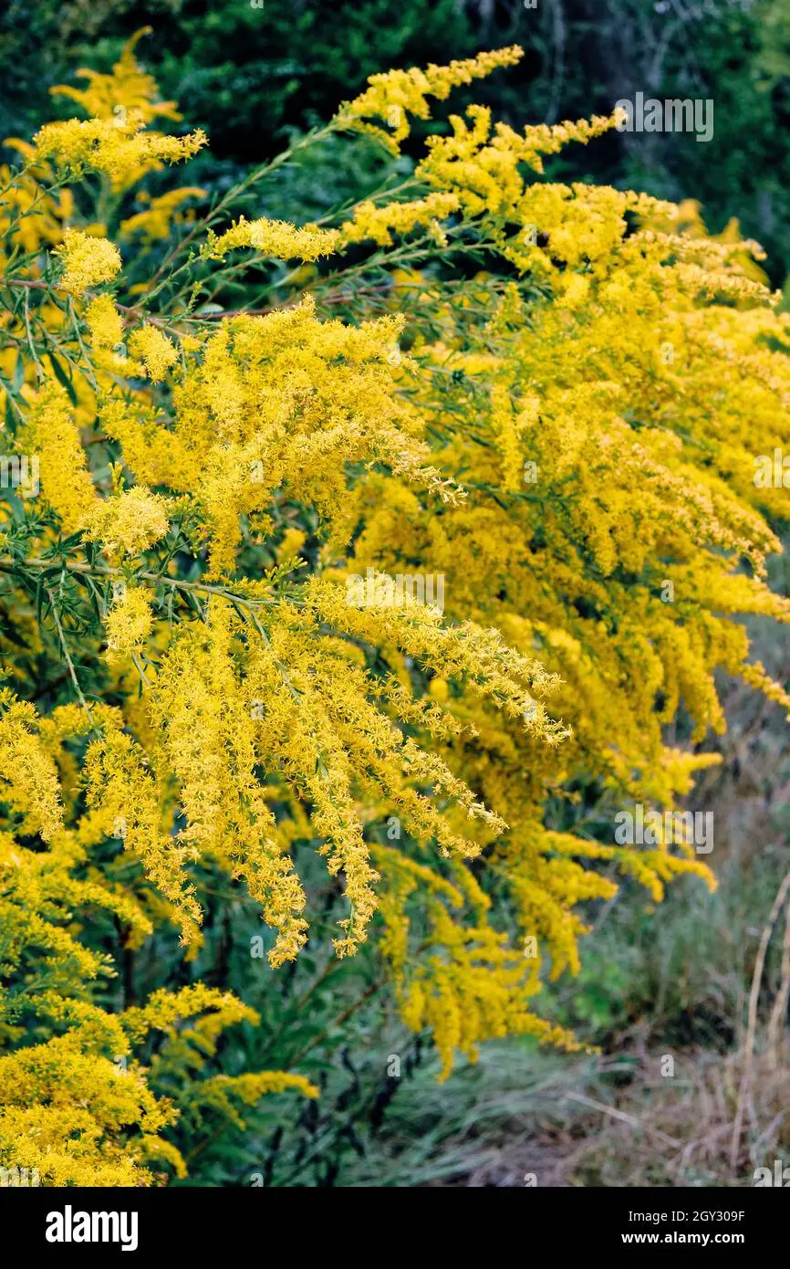 fioritura ambrosia fiore - In che periodo fiorisce l Ambrosia