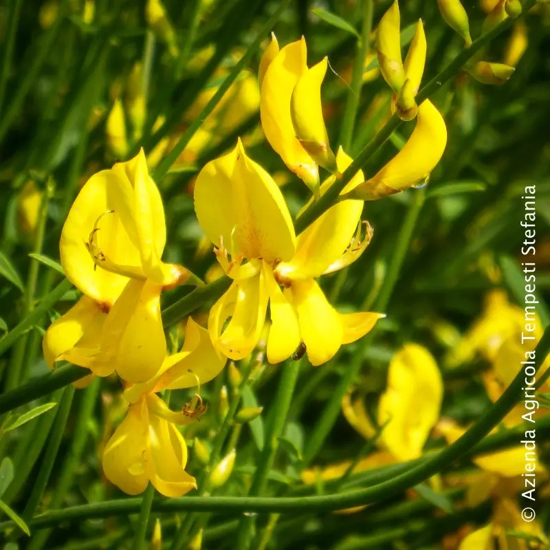 piante fiore giallo - In che periodo fiorisce la forsizia