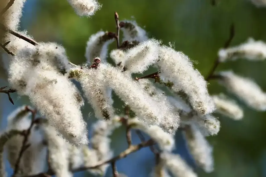 pioppo fiori - Per cosa viene usato il pioppo