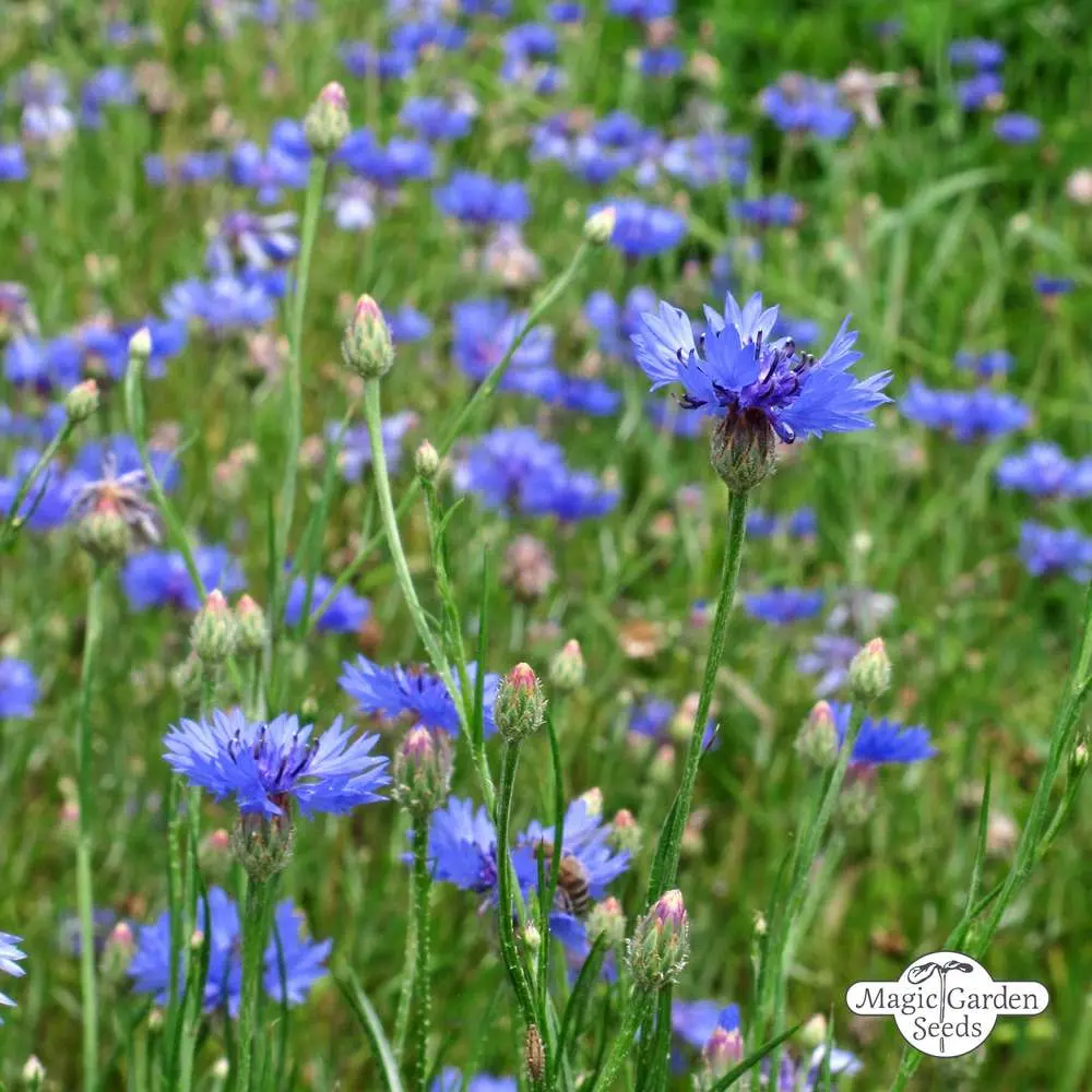 fiordaliso fiore selvatico - Perché il fiordaliso si chiama così
