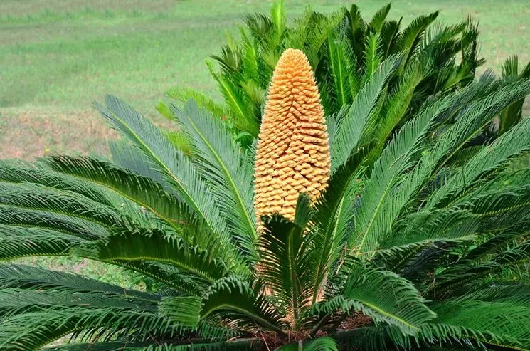 fiore cycas maschio - Perché la Cycas non fiorisce