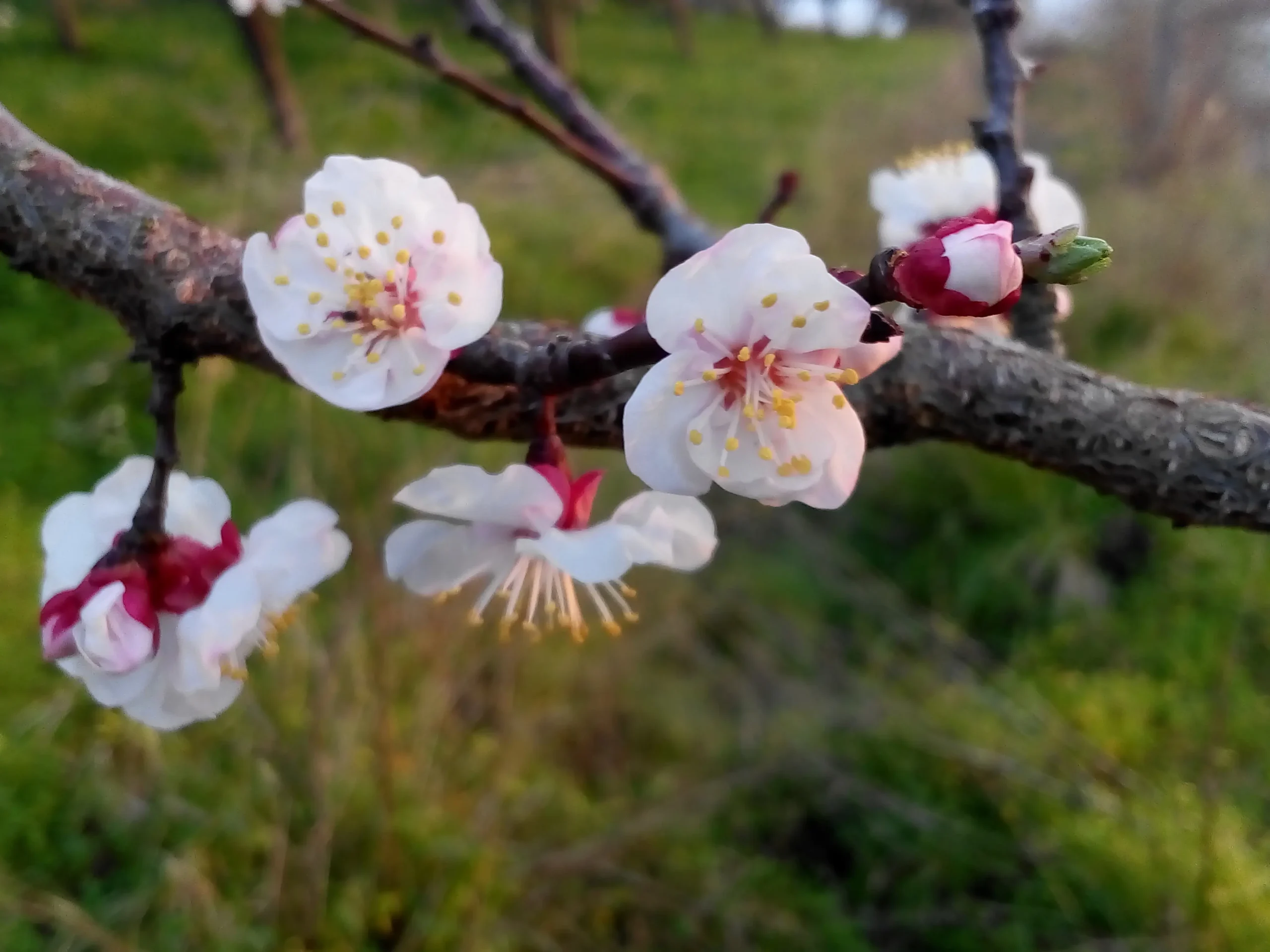 fiori albicocca - Perché la pianta di albicocca perde il frutto