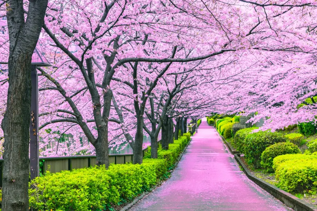 giappone in fiore - Qual è il fiore nazionale del Giappone