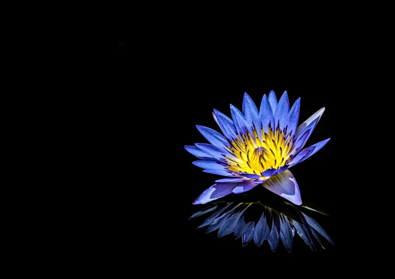 fiore di loto egizio - Qual è il portafortuna dell'egitto