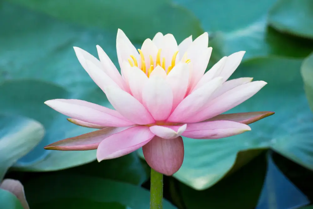 fiore di loto buddismo - Qual è il simbolo della religione buddista
