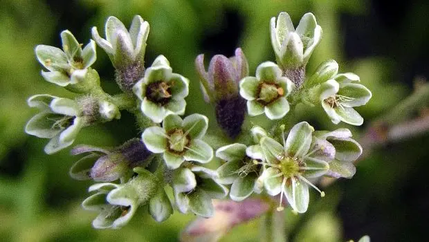 scleranthus fiore bach - Quale fiore rappresenta l'equilibrio