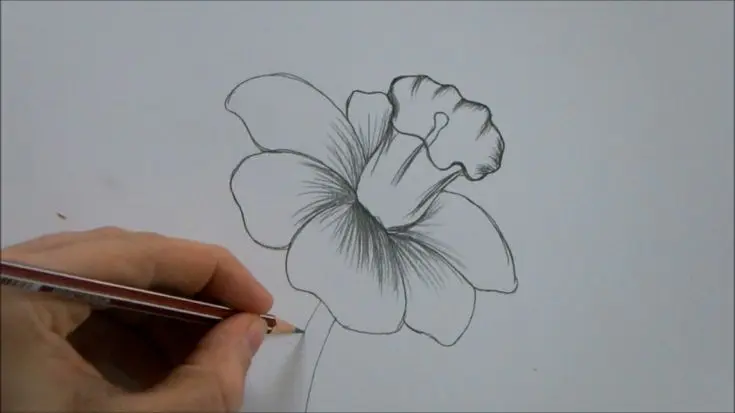 fiore a matita - Quale matita si cancella meglio