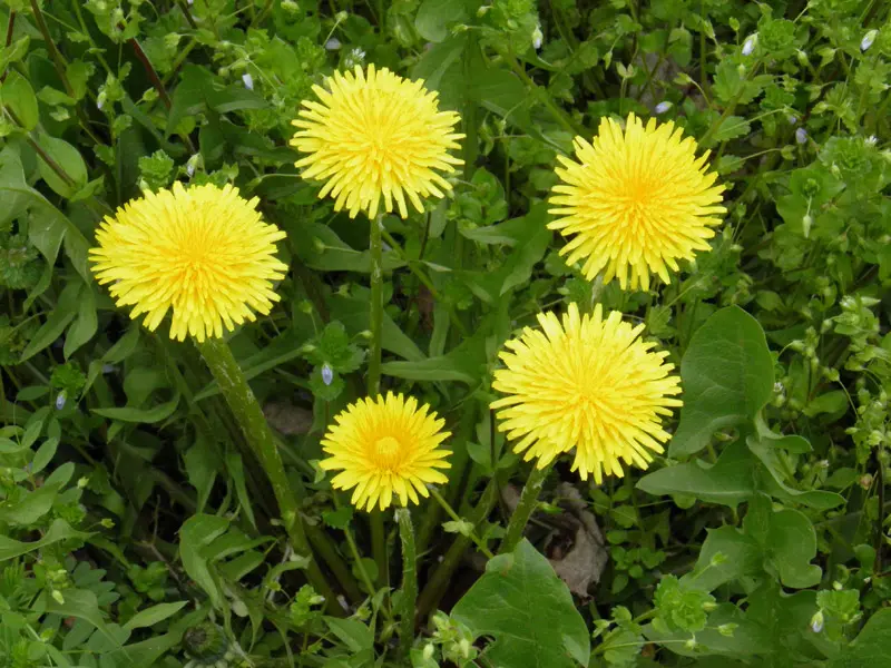 fiori gialli simili al tarassaco - Quale pianta velenosa assomiglia al tarassaco