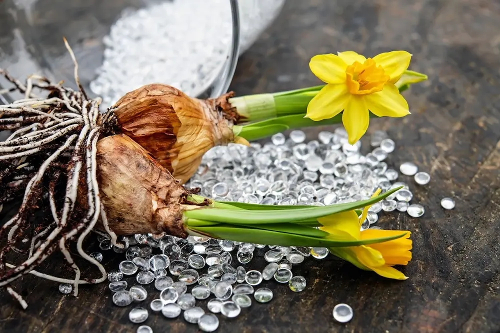 fiori con il bulbo - Quali fiori hanno il bulbo