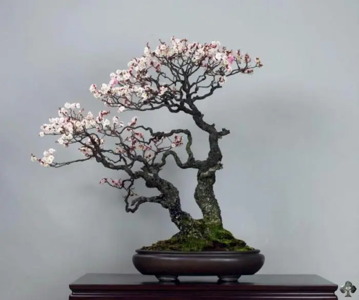 bonsai fioriti - Quali sono i bonsai più resistenti