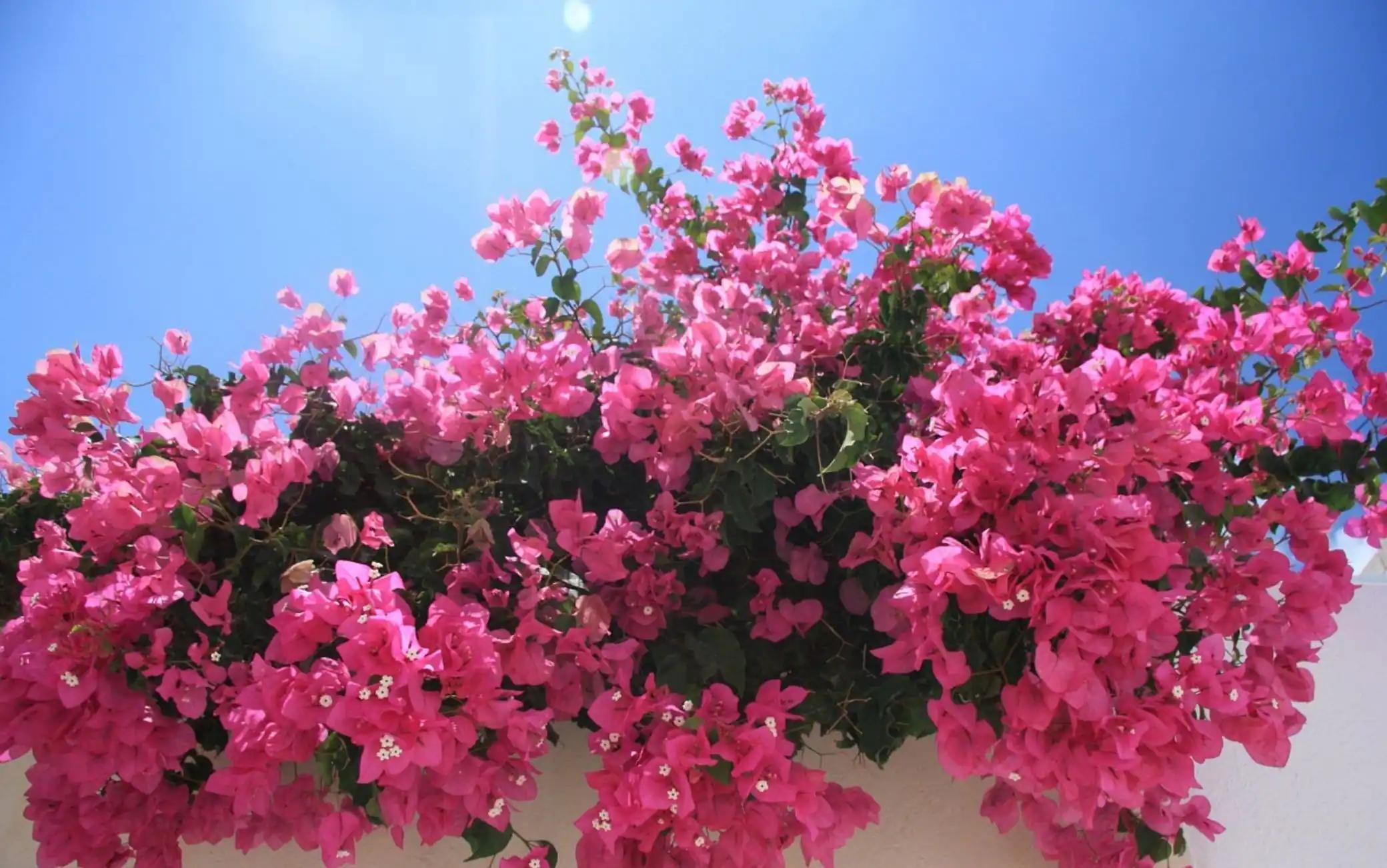 pianta con fiori fucsia - Quali sono i fiori fucsia