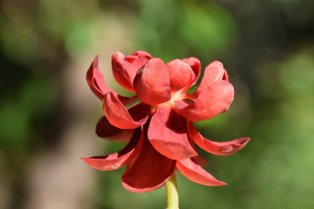 fiore angiosperme - Quali sono le piante angiosperme esempi