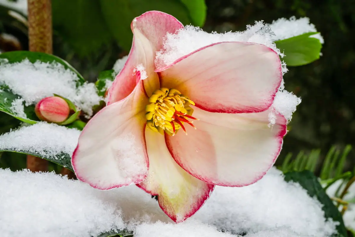 rosa invernale fiore - Quali sono le rose che fioriscono in inverno