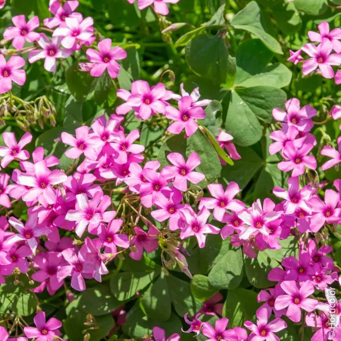 trifoglio con fiori rosa - Quando fiorisce acetosella