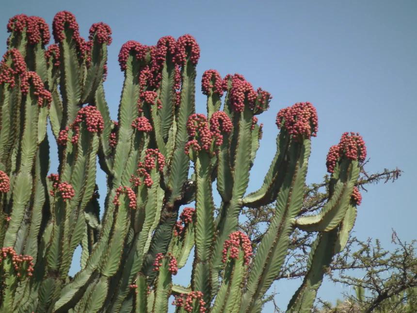 euphorbia eritrea fiore - Quando fiorisce Euphorbia Eritrea